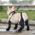 Dog wearing black rain boots on a wet pavement