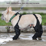 Dog wearing black protective leg wraps with a green harness, standing on a wet pavement.