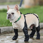 Dog wearing black booties and a green collar on a leash, standing on a wet pavement.