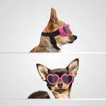 Two small dogs shown in profile against a light gray background, each wearing bright pink heart-shaped sunglasses with black frames and black harness straps. The top dog is tan and white, and the bottom dog is black and white.